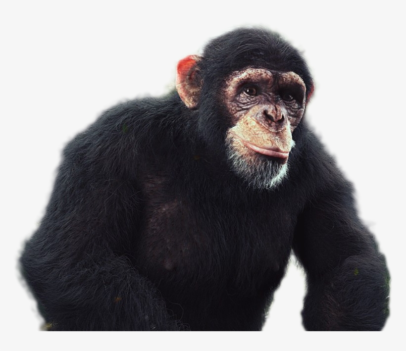 Chimpanzee Png Image - Common Chimpanzee, transparent png #7954426