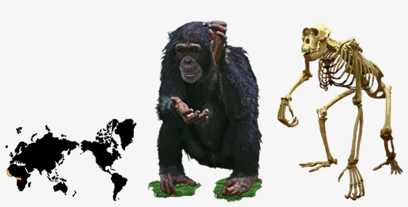 Index Picture - Common Chimpanzee, transparent png #7954702