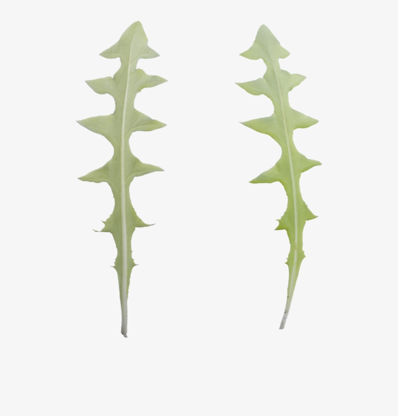 Selenicereus Anthonyanus, transparent png #7954946