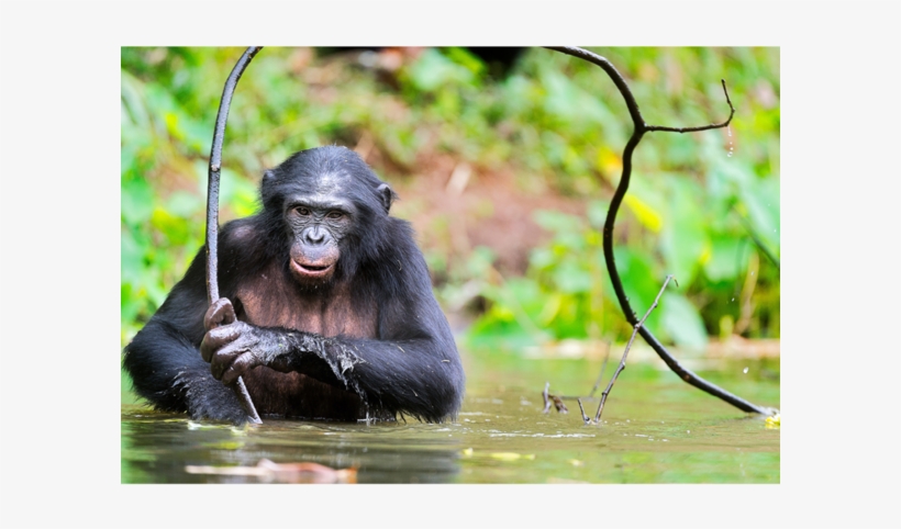 Endangered Animals With Their Names, transparent png #7955224