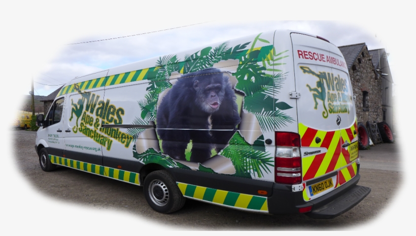 At Wales Ape And Monkey Sanctuary We Regularly Receive - Common Chimpanzee, transparent png #7955387
