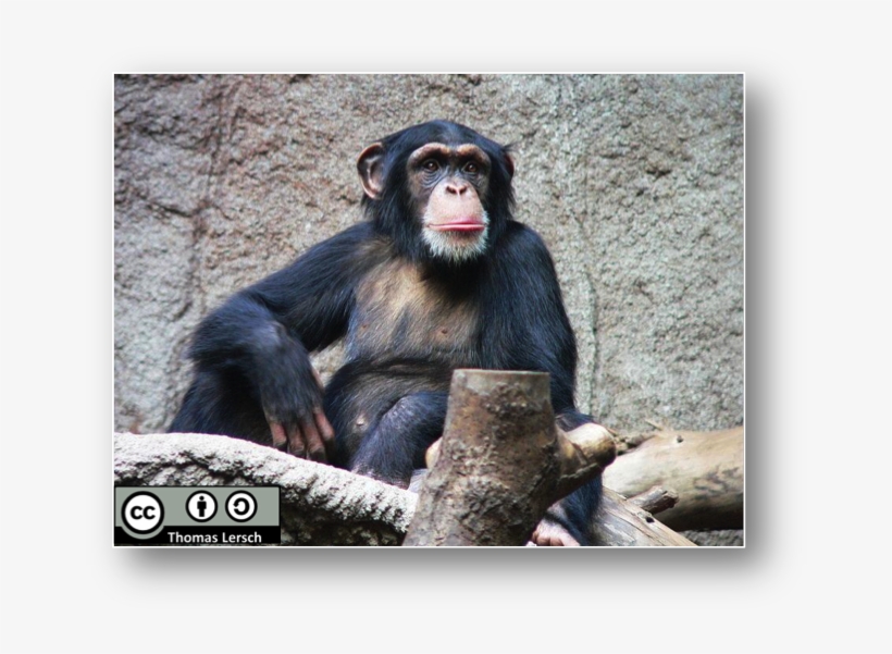 Hjördis Chimpanzee, transparent png #7955877
