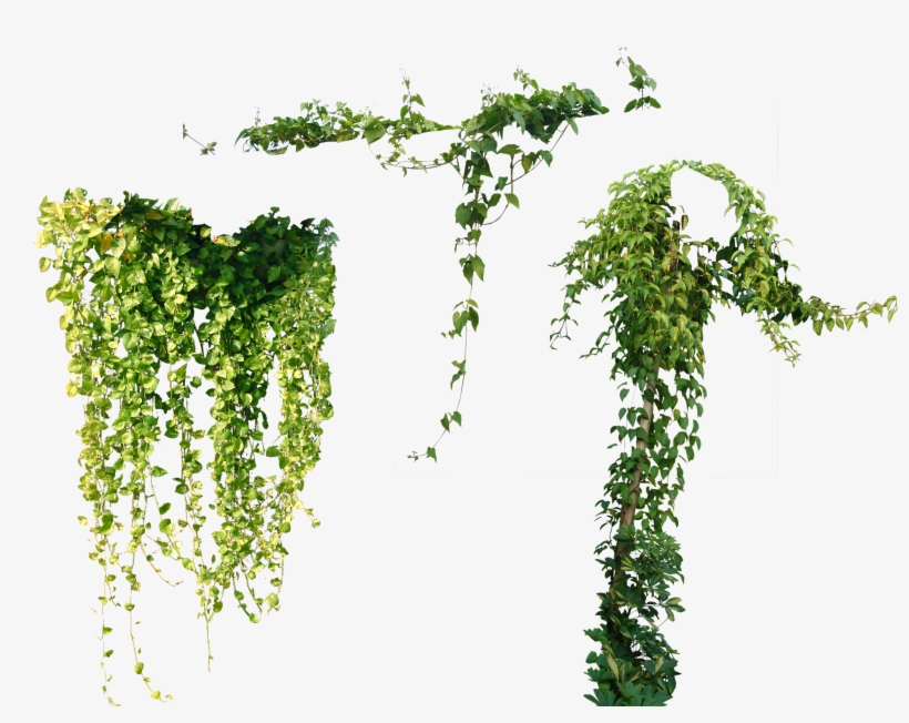 Tree Plant Vine Ivy Others Png File Hd Clipart - 나무 넝쿨, transparent png #7956472