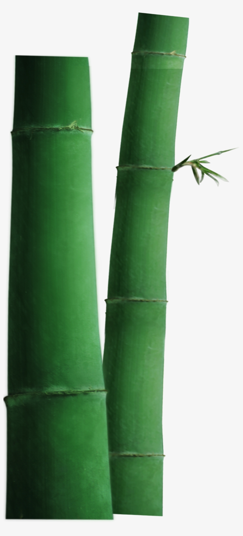 Tree, transparent png #7956797