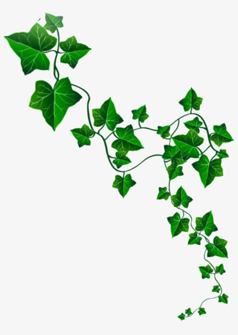 Ivy Sticker - Ivy Alpha Kappa Alpha, transparent png #7956958