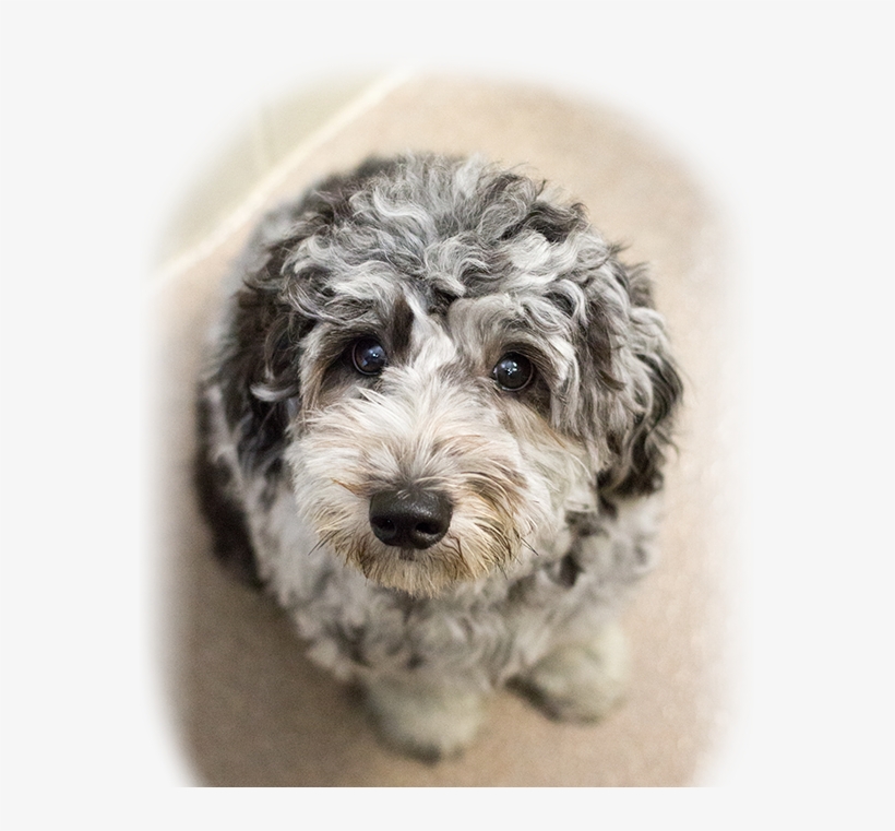 Animal Hospital In Ocala - Yorkipoo, transparent png #7958285