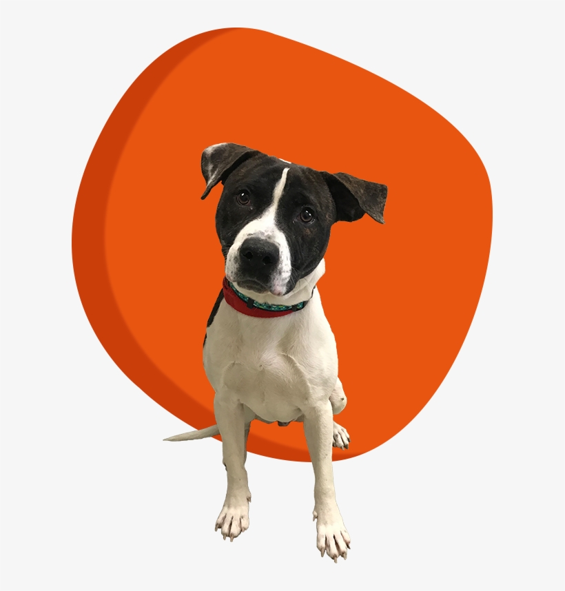 Give - Companion Dog, transparent png #7958396