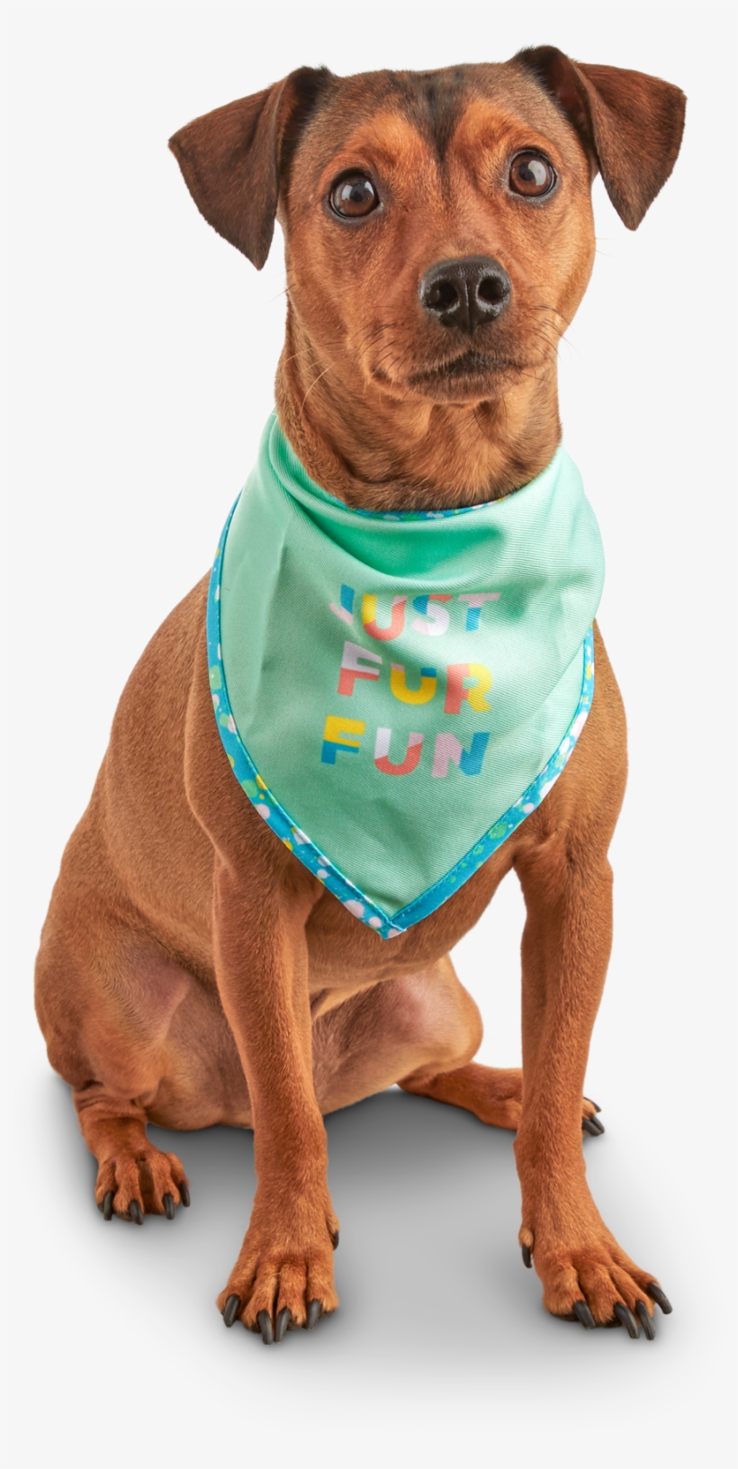 7 Cute And Colorful Pet Products You Can Buy Now - Dog, transparent png #7958828