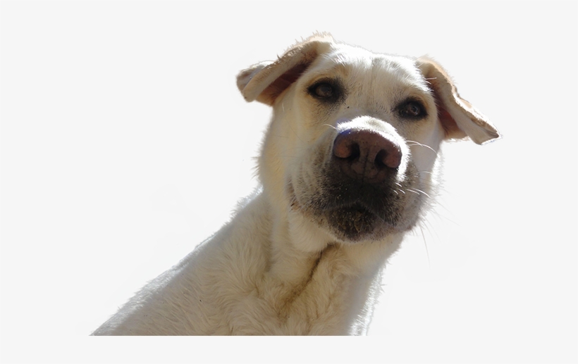 Dog Looking Down - Dogs Looking Down At Phone, transparent png #7958868