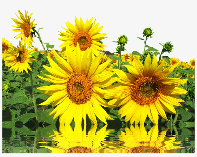 Laminated Poster Late Summer Summer Sun Nature Sun - Sunflower, transparent png #7958931