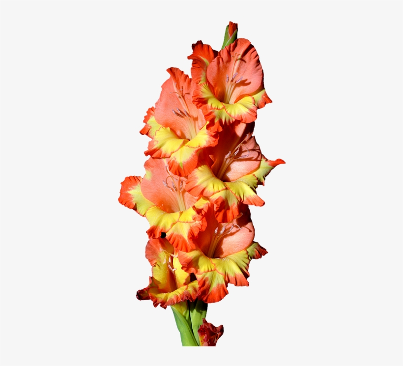 Gladiolus, Gladidus, Butterfly Greenhouse, Sword Flower - Гладиолус Пнг, transparent png #7959018