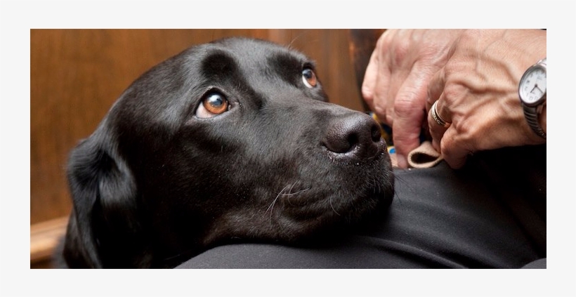 Courthouse Dogs, transparent png #7959097