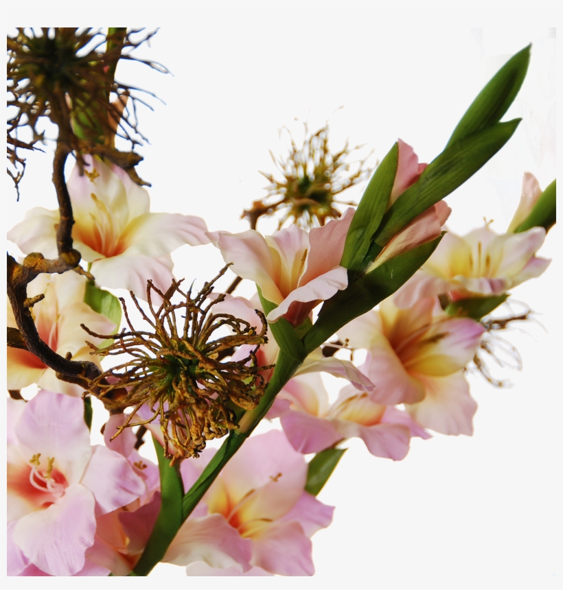 Gladiolus Hamamelis Detail - Lily Family, transparent png #7959305