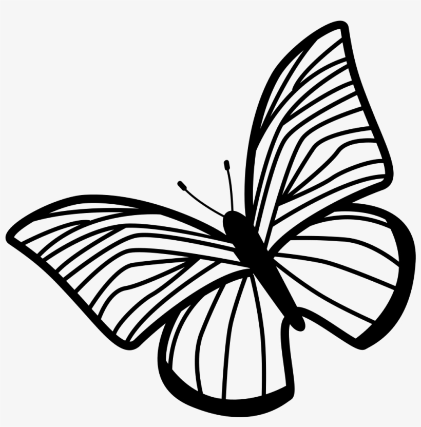 Butterfly Of Thin Striped Wings Rotated To Left Comments - Draw The Hands Of The Clock, transparent png #7959449