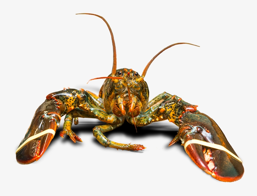 Michel Bourgoin Peters Owner - Freshwater Crab, transparent png #7959614