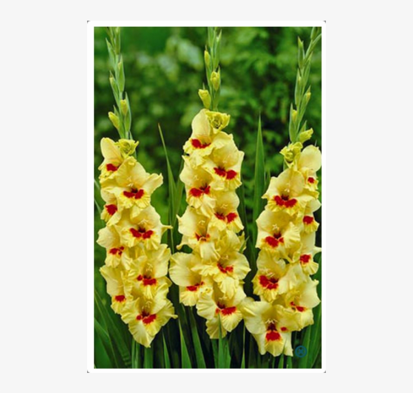 Gladiolus Jester, transparent png #7959785