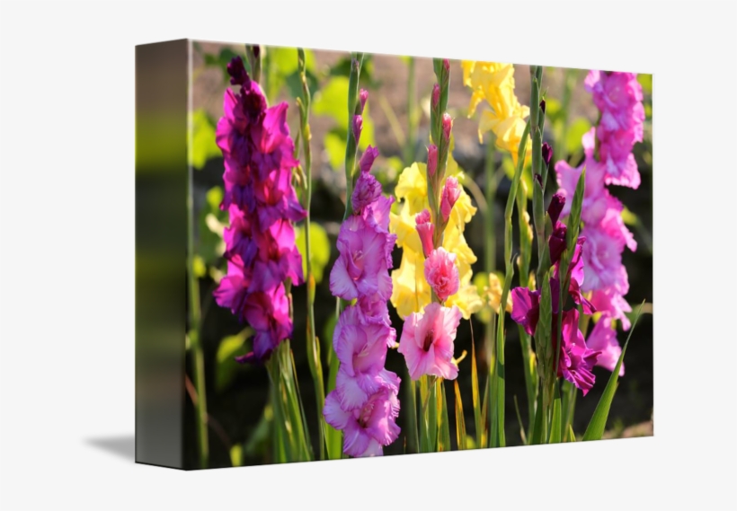 "multi Colored Gladiolus" By Carol Groenen, Tampa // - Gladiolus, transparent png #7960155