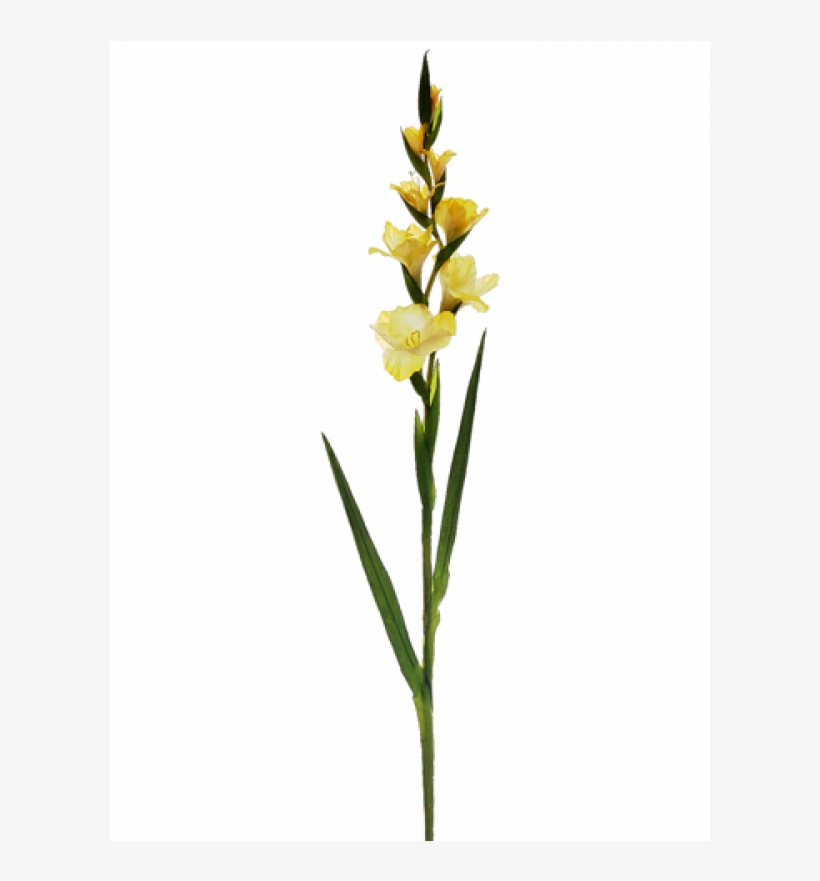 41" Gladiolus Spray W/4 Flw - Dactylorhiza Insularis, transparent png #7960225