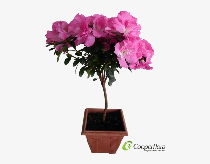 This Png File Is About Azaléia , Bonsai - Azaleia Png, transparent png #7961177