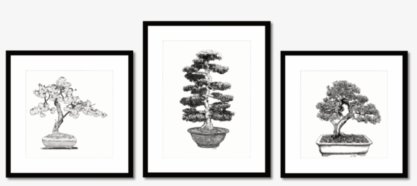 Bonsai Group 1b - Bonsai, transparent png #7961440