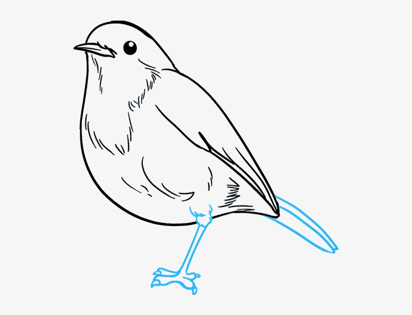 How To Draw Robin - Draw Robin Bird, transparent png #7961446