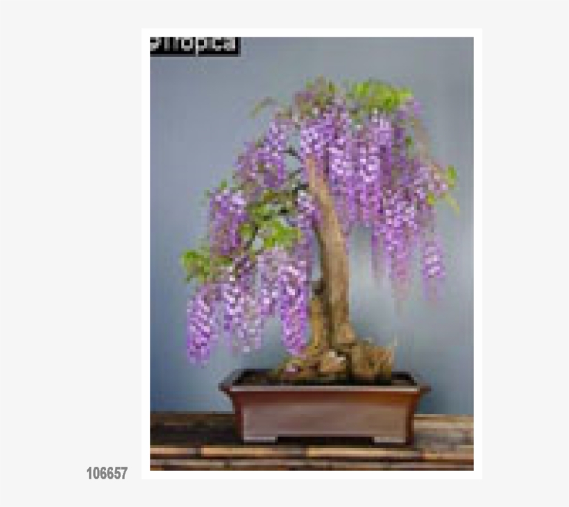 African Wisteria 15 Seeds - Amethyst Falls Wisteria Bonsai, transparent png #7961673