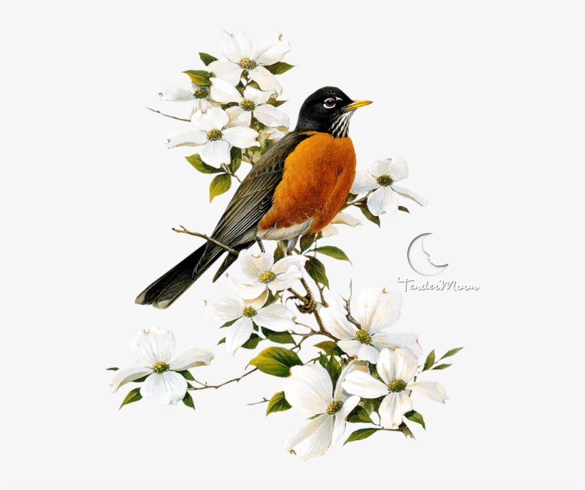 American Robin Png Pic - Birds And Butterflies Gif, transparent png #7961742