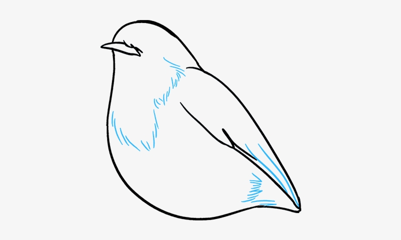 How To Draw Robin - Mountain Bluebird, transparent png #7961773