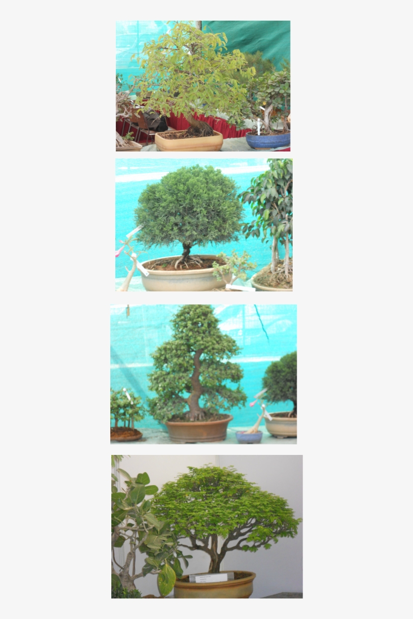 Sageretia Theezans, transparent png #7961813