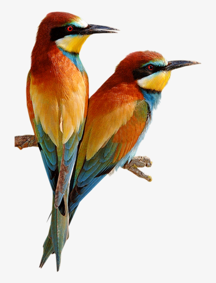 Pretty Birds - Bee Eater Bird Png, transparent png #7961839