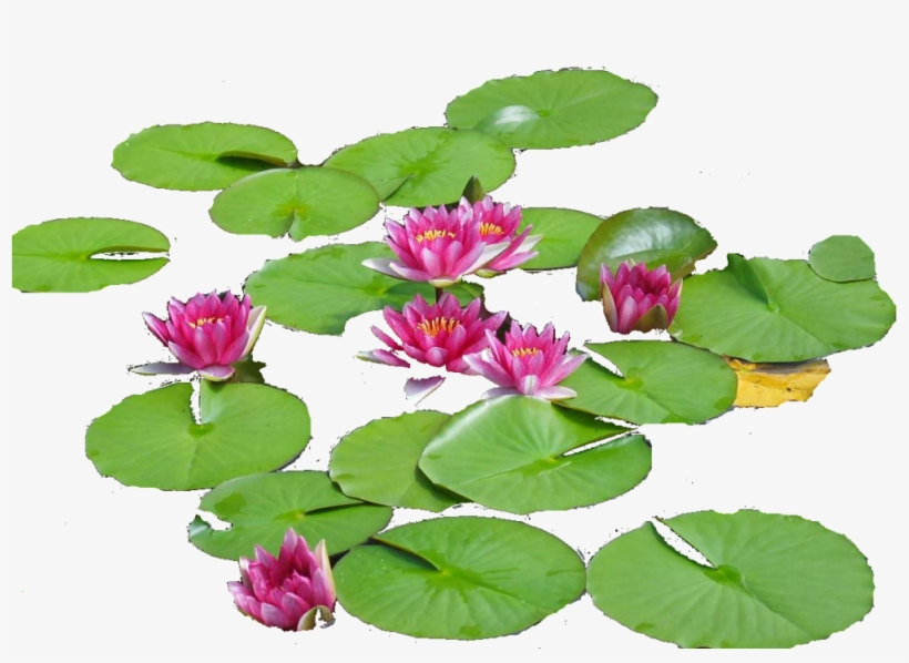 Photo Lillies22 - Sacred Lotus, transparent png #7961843