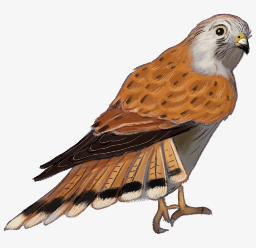 Nankeen-kestrel - Hawk, transparent png #7961904