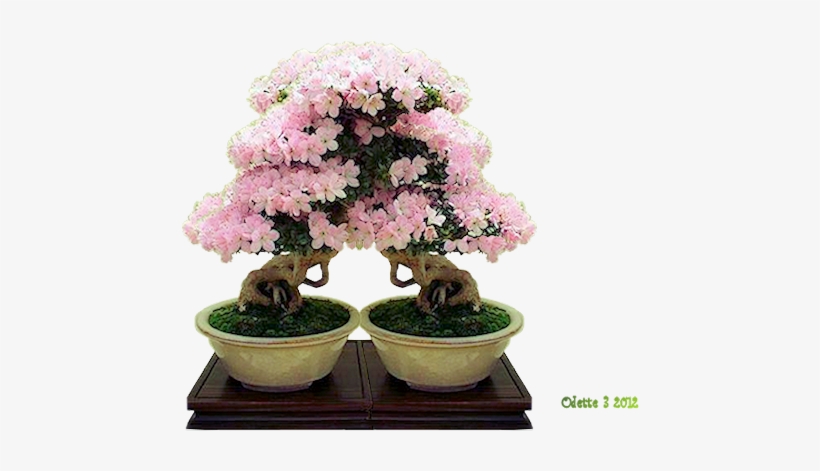 Bonsai-png - Azalea, transparent png #7961905