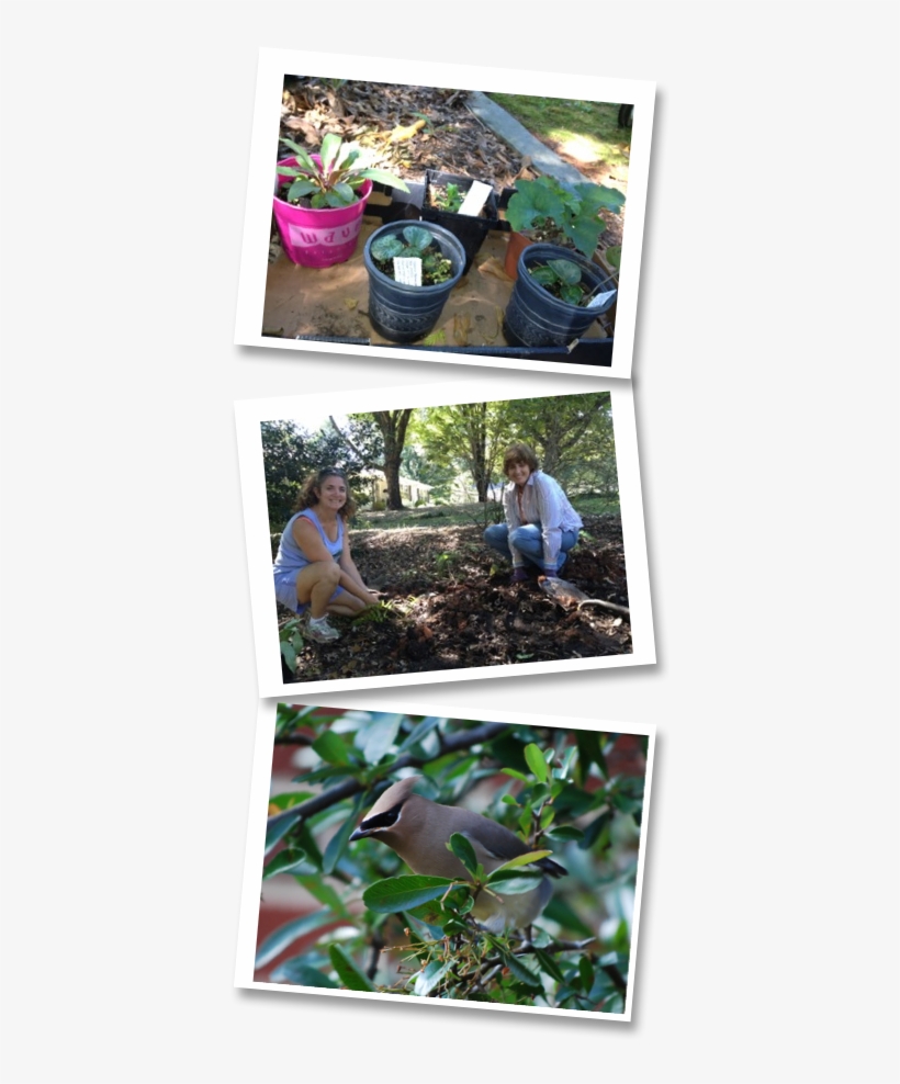 Birdfriendly - Yard, transparent png #7962166