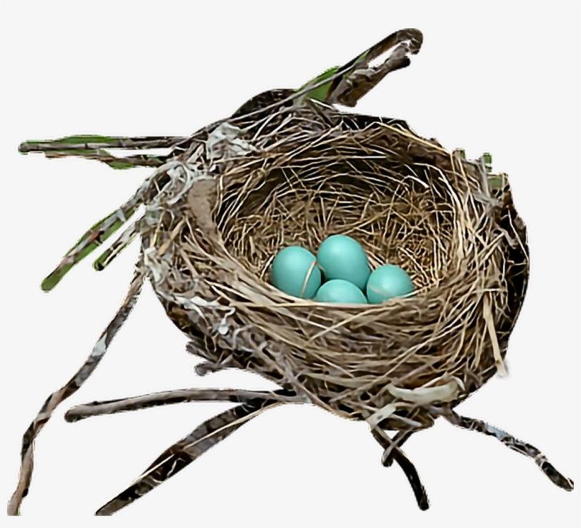 Nest, transparent png #7962273