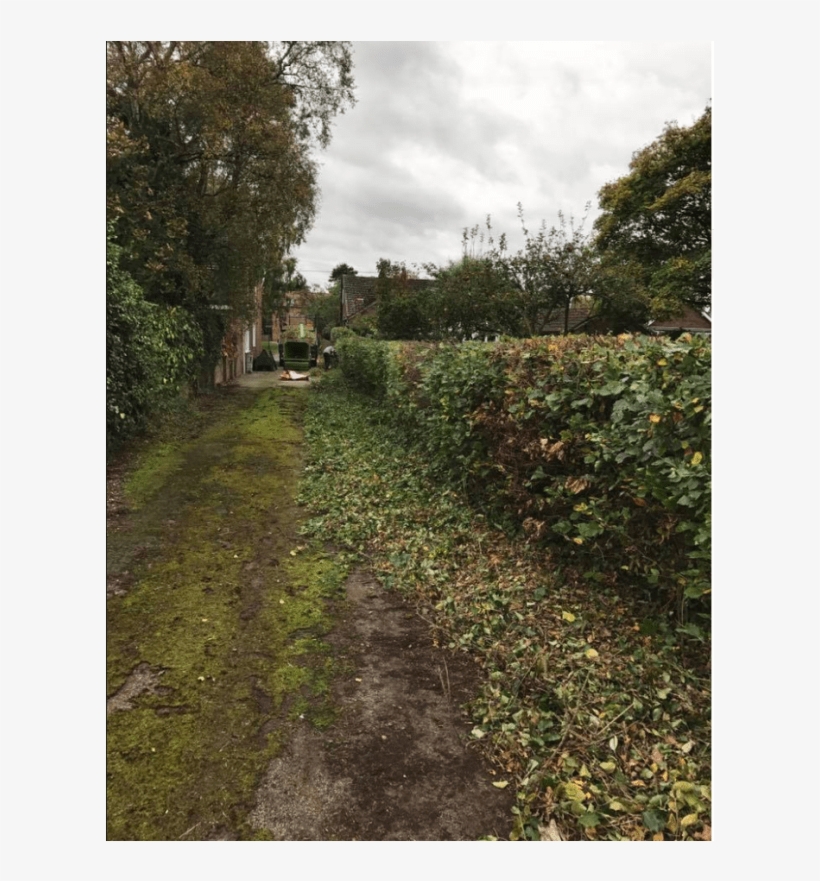 Hedge, transparent png #7962460