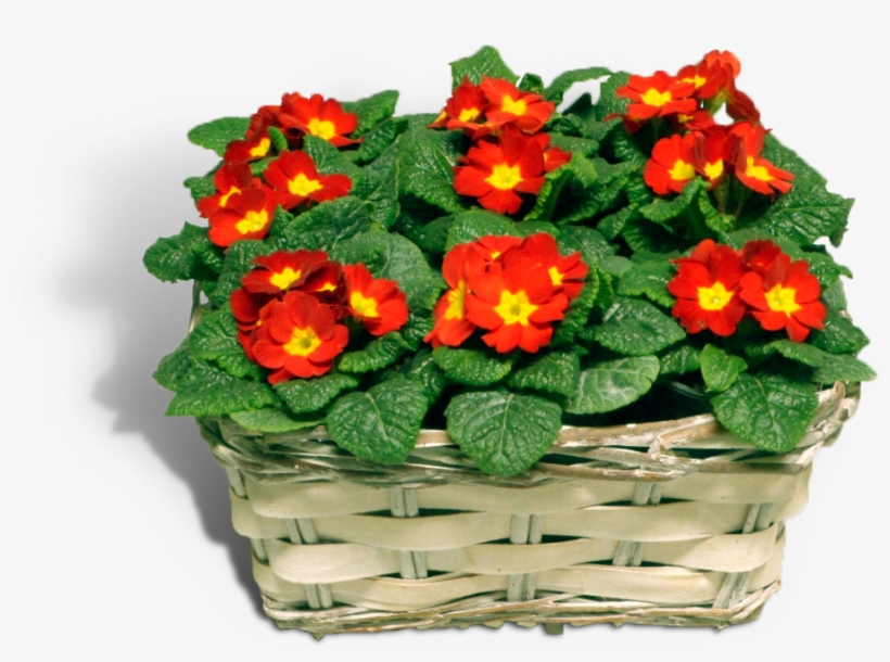 Related Image Water Plants, Cut Outs, Aquatic Plants, - Primrose, transparent png #7962703