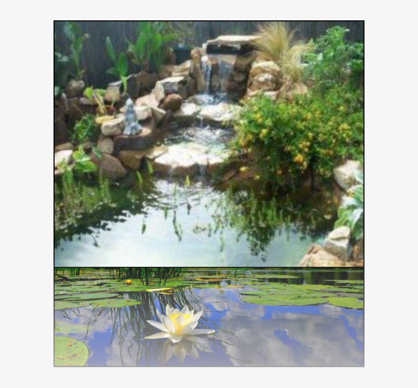 Placed Shrubbery Or Bushes For Easy Maintenance - Backyard Ponds, transparent png #7962782