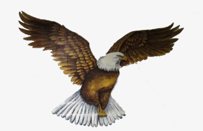 Cropped-empty - Bald Eagle, transparent png #7962861