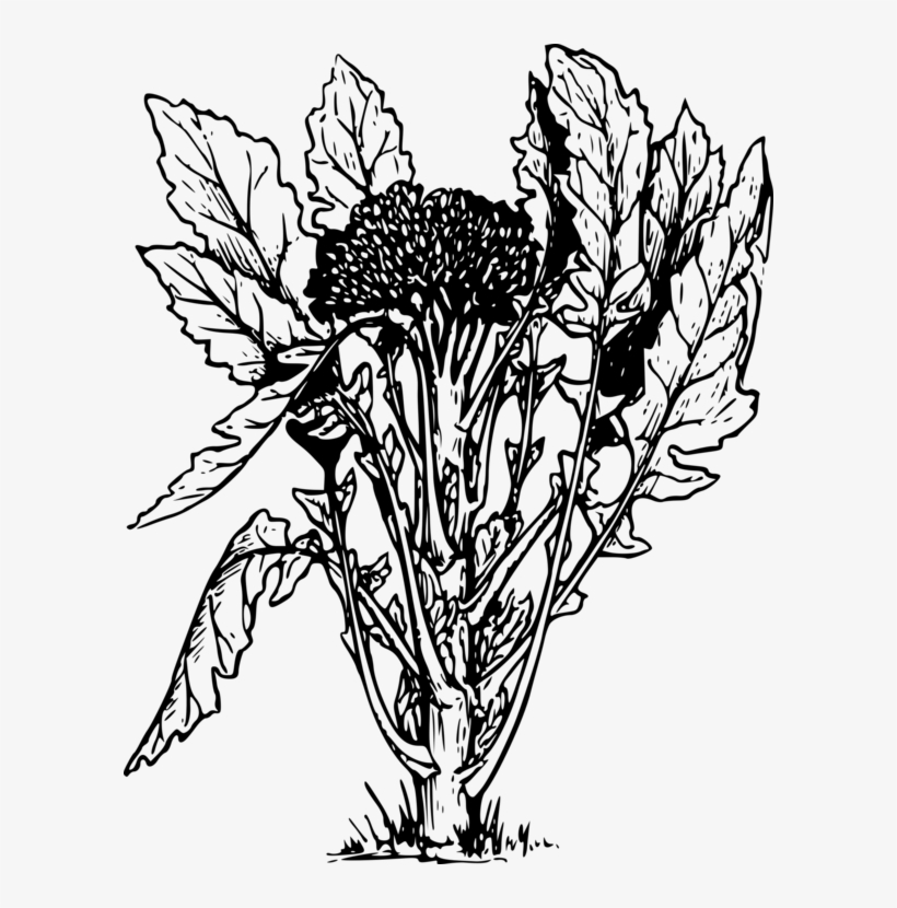 Broccoli Slaw Vegetable Black And White Food - Broccoli Plant Black And White, transparent png #7963094