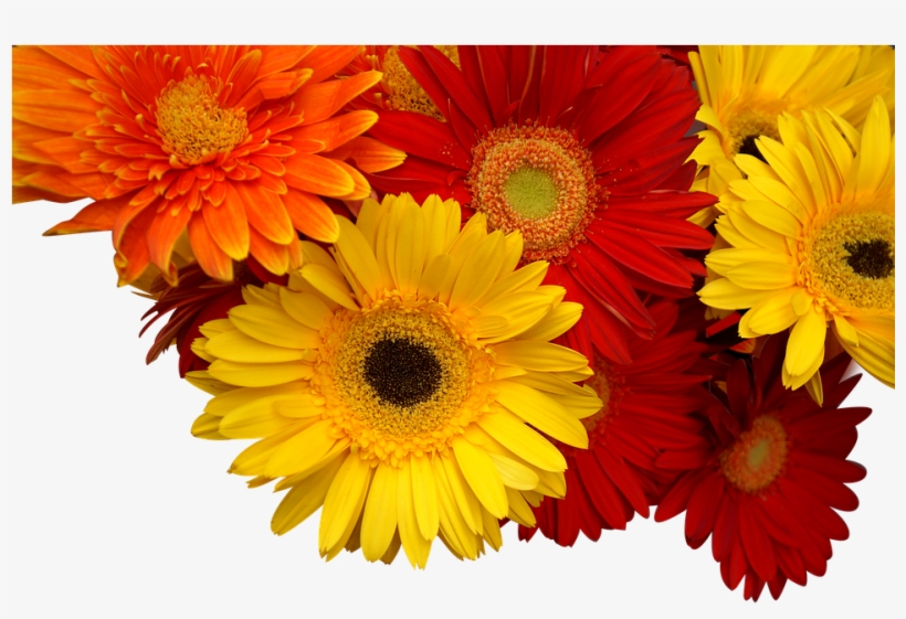 Chrysanthemum, Cuc Coins, Yellow, Orange, Red - Hoa Đồng Tiền Png, transparent png #7963098