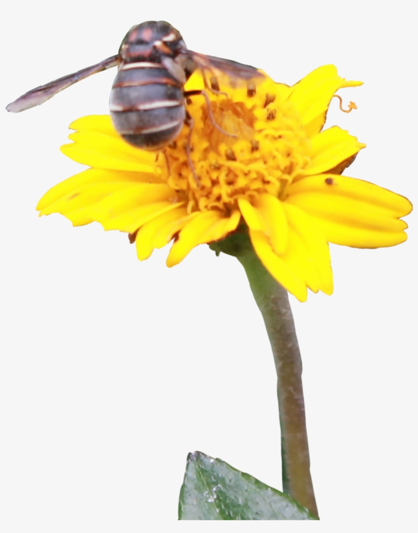 Report Abuse - Sunflower, transparent png #7963252