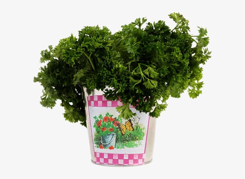 Persil - Flowerpot, transparent png #7963328