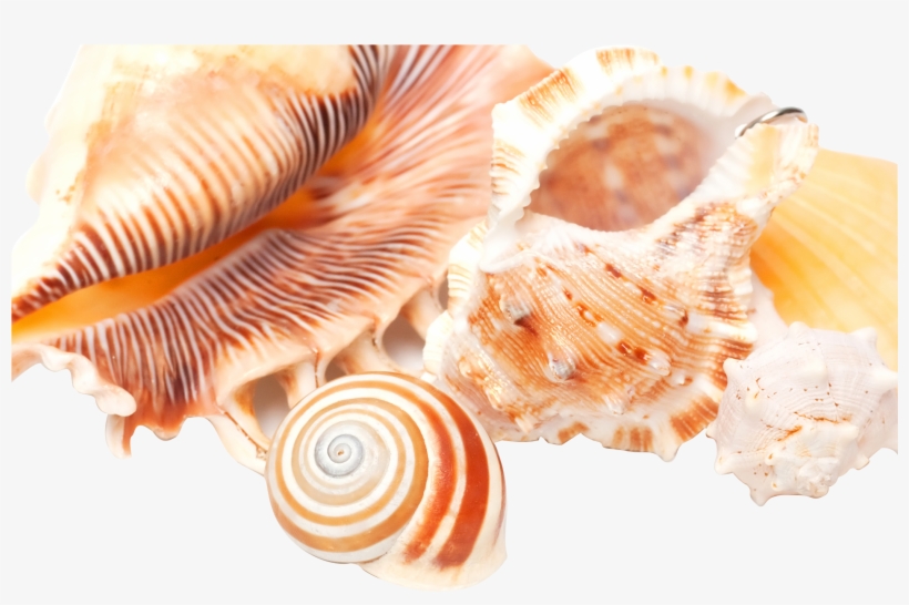 High Definition Television Seashell Highdefinition - Seashell, transparent png #7963399