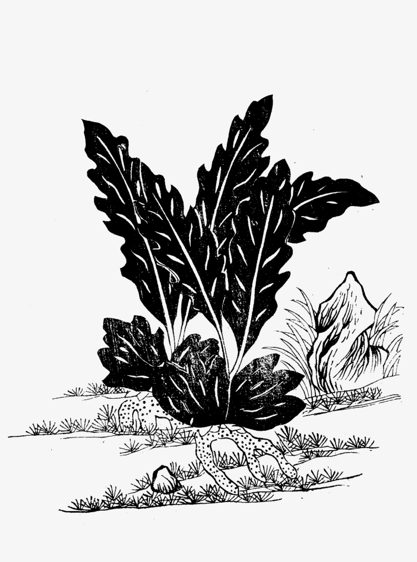 File - Imperial Encyclopaedia - Plant Kingdom - Pic747 - Illustration, transparent png #7963451
