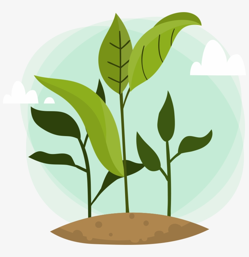 To Picking Up Right Plants For Your Indoor Space And - Huella Hidrica De Un Arbol, transparent png #7963520
