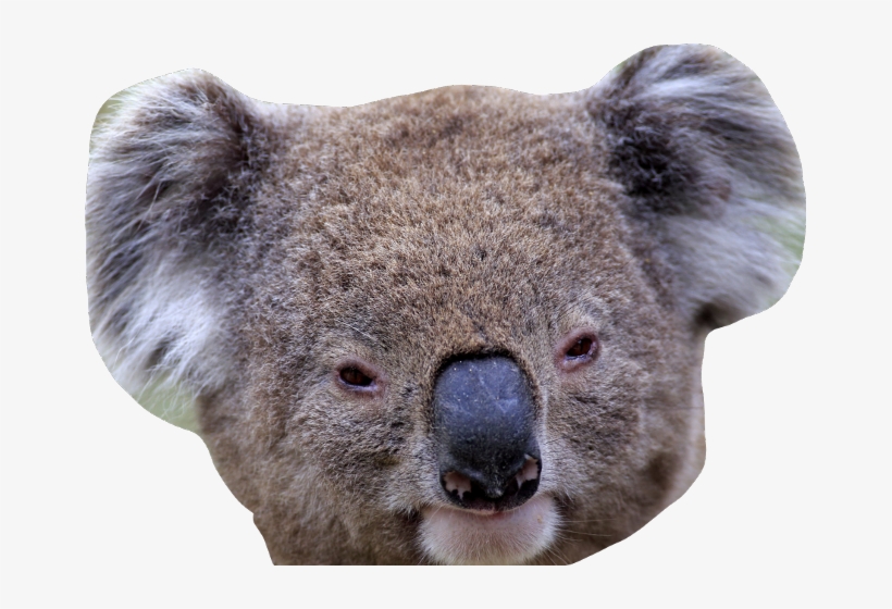 Koala, transparent png #7965506
