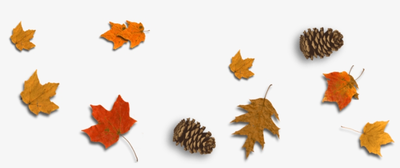 Http - //www - Stronge - Org - - Maple Leaf, transparent png #7966442