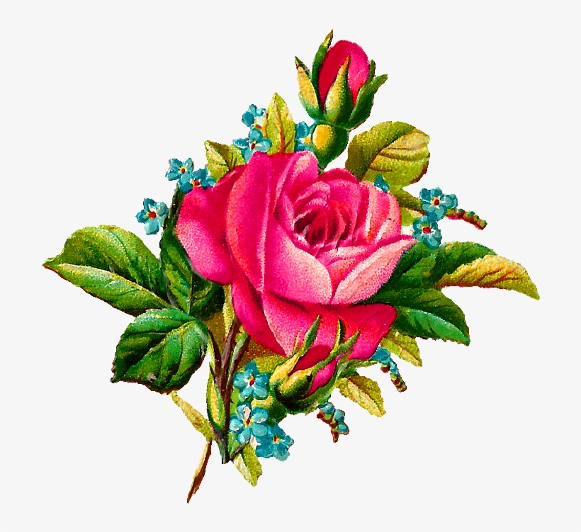 Collection Of High Quality Free Illustrations Ⓒ - Illustration In Rose Flower, transparent png #7966808