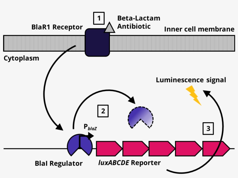 Overall Concept Showing The Components And The Molecular - Diagram, transparent png #7966844